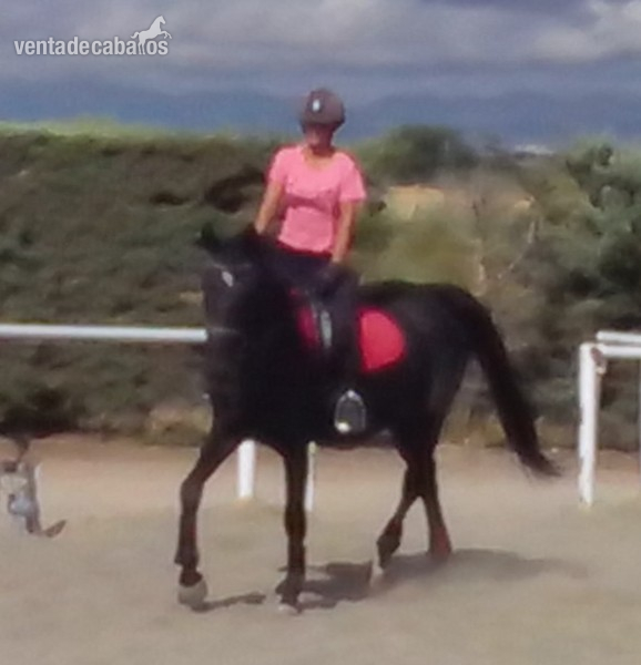 Caballo de Deporte Español (CDE)
