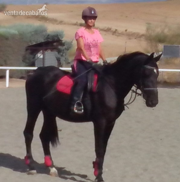 Caballo de Deporte Español (CDE) {TYPE}