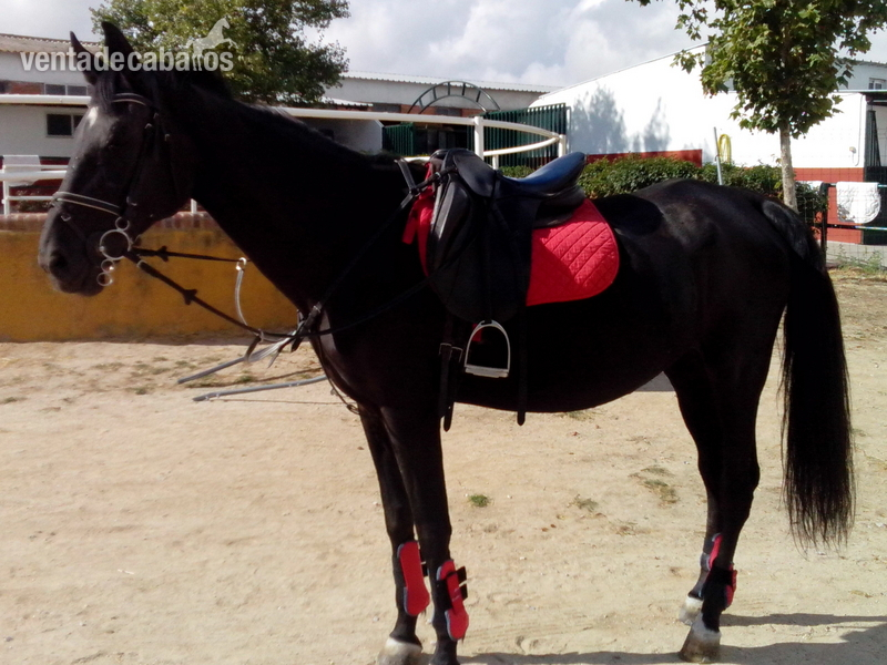 Yeguas Caballo de Deporte Español (CDE) - Yegua de salto CDE 