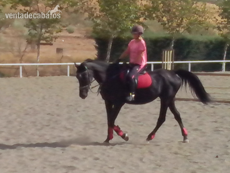 Yegua de salto CDE  - Yeguas Caballo de Deporte Español (CDE)
