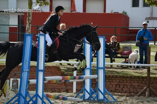 Yegua de salto CDE  - Caballo de Deporte Español (CDE)