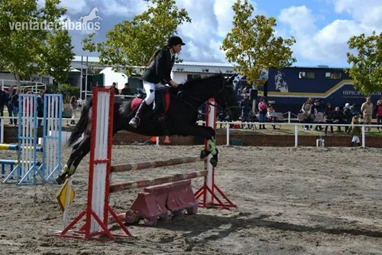 Yegua de salto CDE 