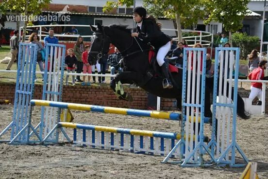 Yegua de salto CDE  in 