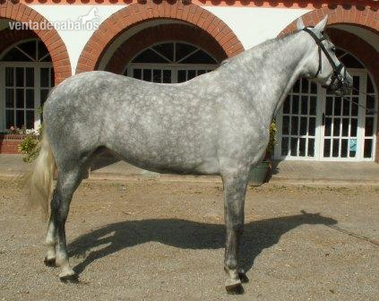 VENDO DOS YEGUAS DE ENGANCHE P.R.E. in 