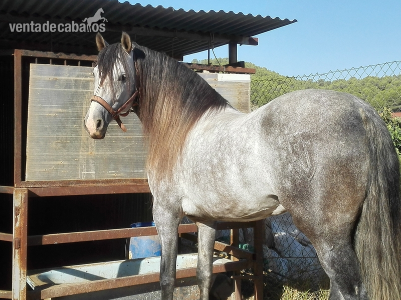 caballo pre 6 años 1'65 alzada in 