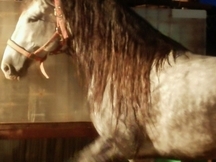 caballo pre 6 años 1'65 alzada