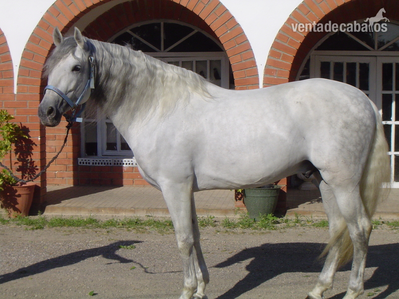 CABALLOS P.R.E. SUPER DOMADO in 