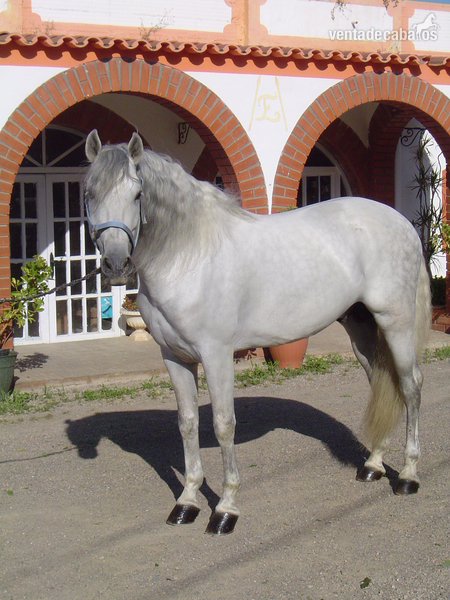 Pura Raza Española