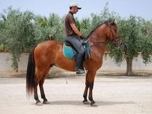 Caballo Español castrado / CABALI