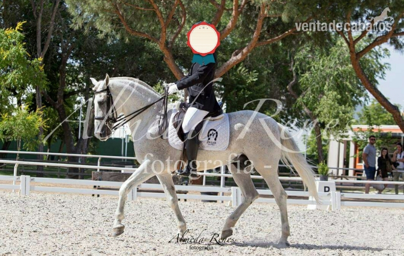Caballo P.R.E sin carta in 