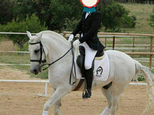 Caballo P.R.E sin carta