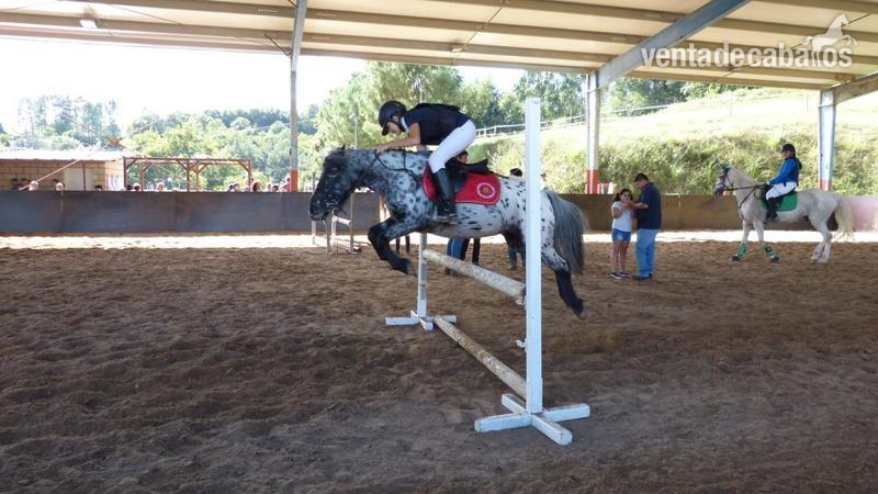 Se vende poni B in 