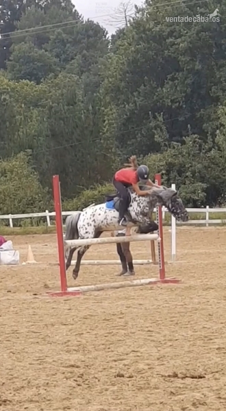 Poni Shetland y welst