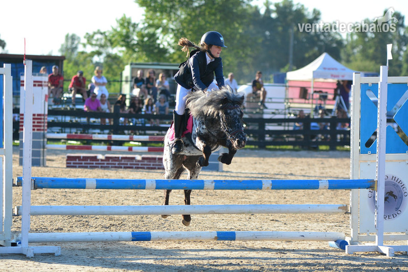 Poni Shetland y welst {TYPE}