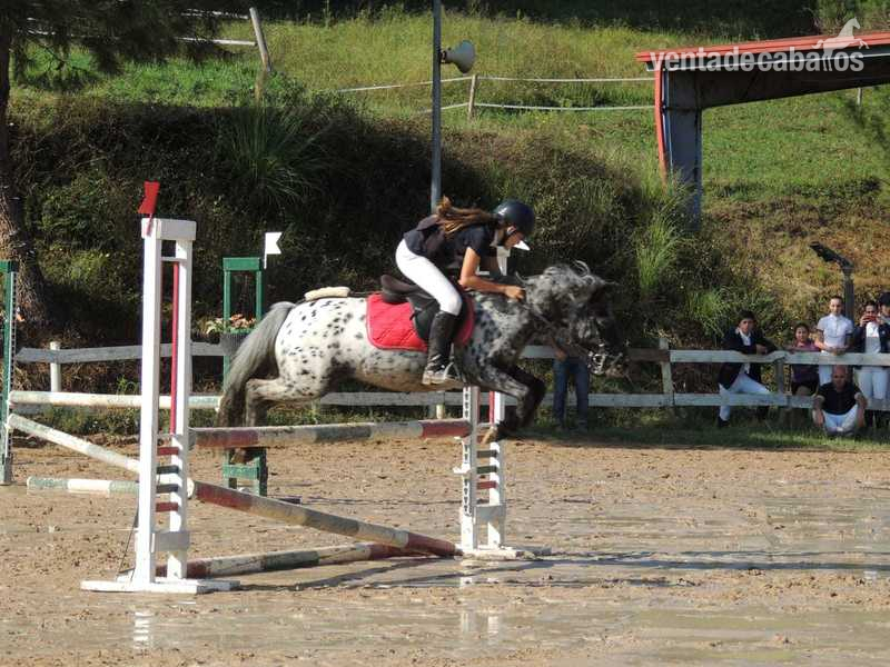 Ponis Pony Club Poni Shetland y welst - Se vende poni B