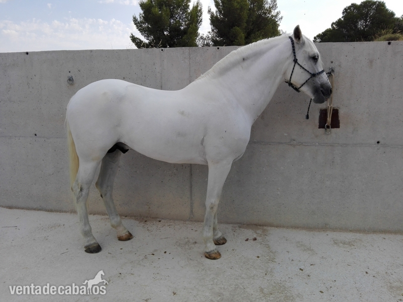 caballo romero benitez in 