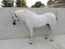 caballo romero benitez