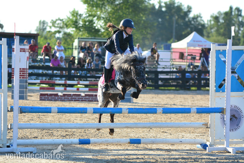 Poni Shetland y welst