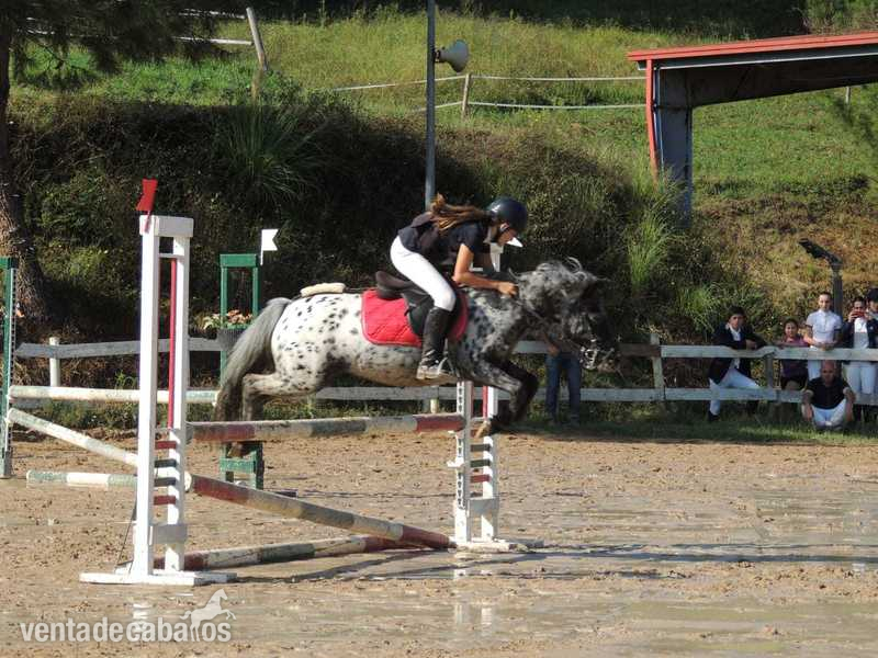 Poni Shetland y welst {TYPE}