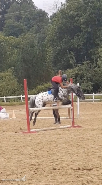 Ponis Pony Club Poni Shetland y welst - Se vende poni B