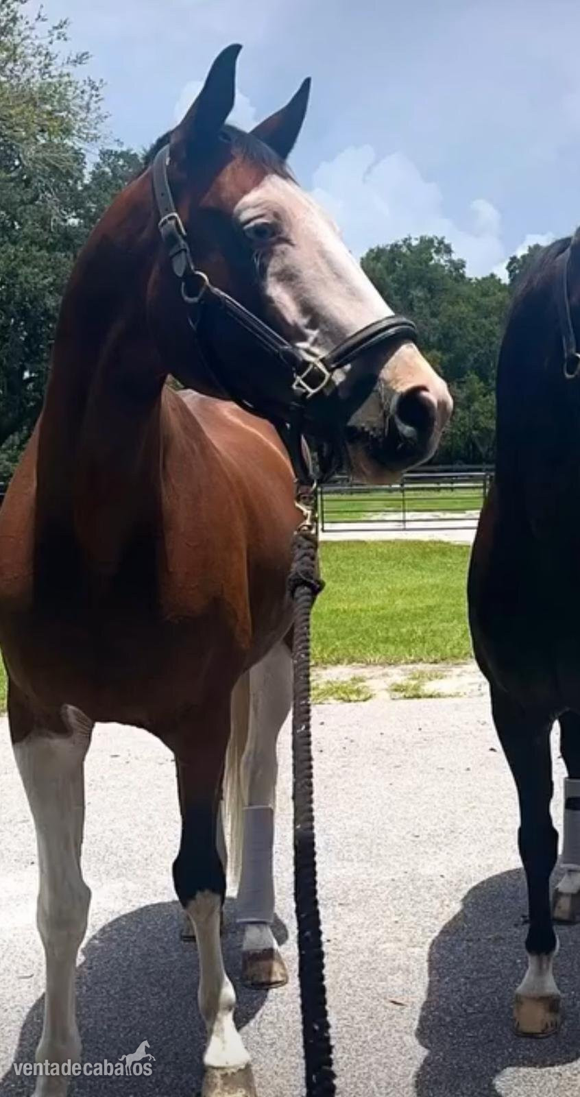 Caballos Capados EMPTY - Castrado Holsteiner absolutamente atractivo en venta por €9.000 Euros