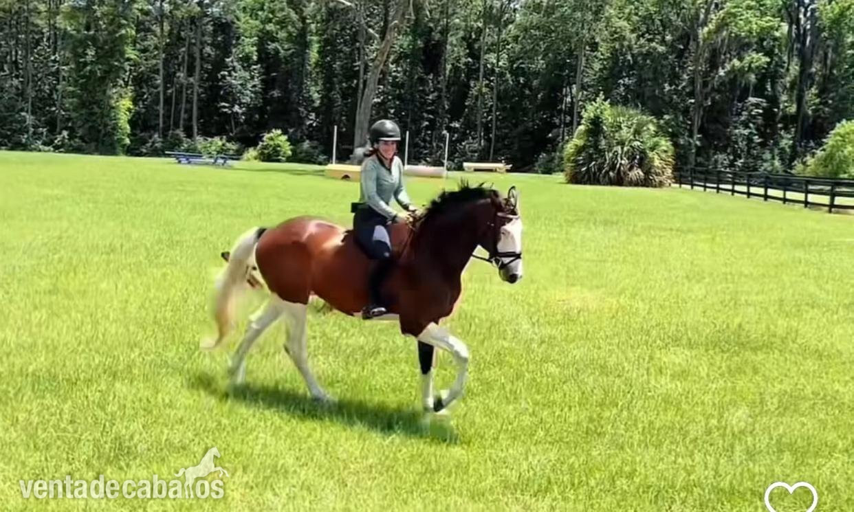 Castrado Holsteiner absolutamente atractivo en venta por €9.000 Euros - Caballos Capados EMPTY