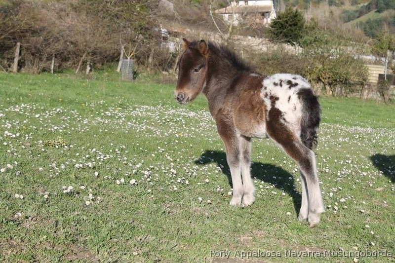 PONY APPALOOSA DE NAVARRA in 