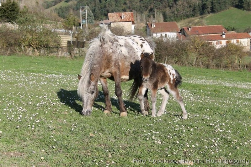 Appaloosa