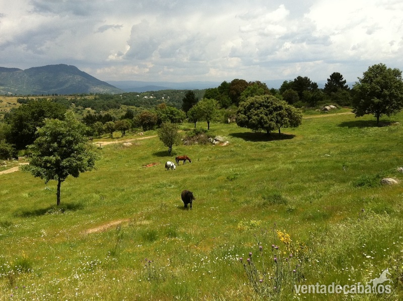 FINCA ECUESTRE EN MADRID in Cadalso de los Vidrios