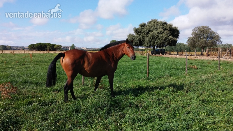 Caballos Pura Raza Española (P.R.E.) Pura Raza Española - Yeguas Pre Castañas. De primer nivel. 