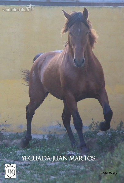 Liberal JCU II - Caballos Pura Raza Española (P.R.E.) in 