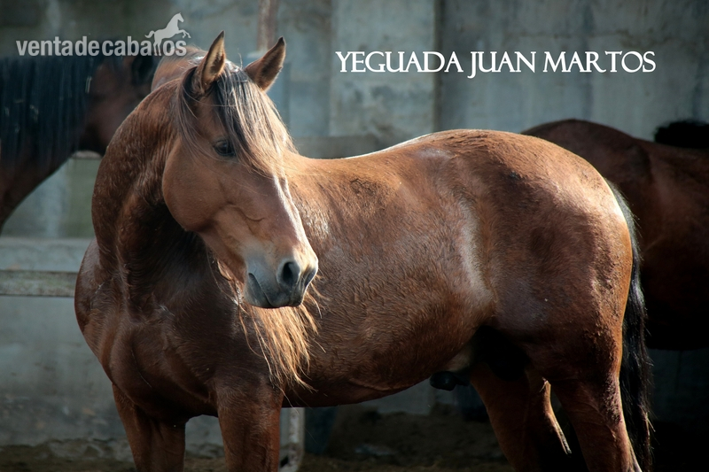 Liberal JCU II - Caballos Pura Raza Española (P.R.E.)