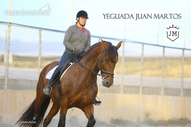 Caballos Pura Raza Española (P.R.E.) - Liberal JCU II
