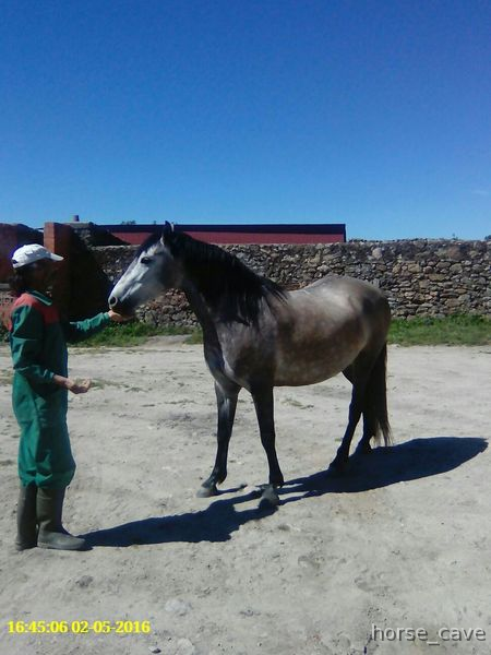 SE VENDE PRECIOSA POTRA HISPANO ÁRABE  in 