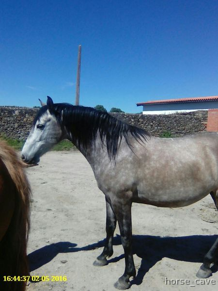 Hispano-Arabe