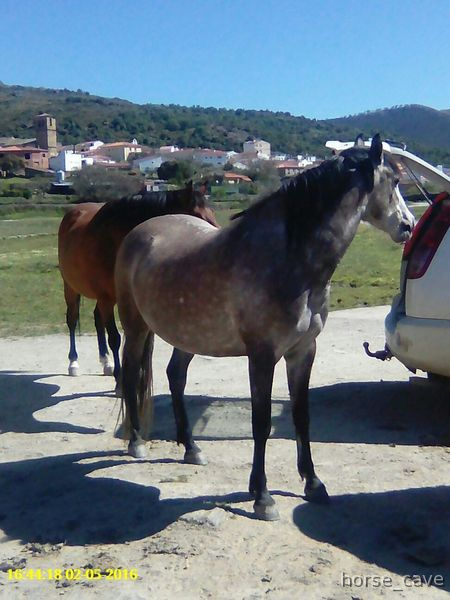 Caballo Hispano Árabe Hispano-Arabe - SE VENDE PRECIOSA POTRA HISPANO ÁRABE 