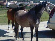 SE VENDE PRECIOSA POTRA HISPANO ÁRABE 