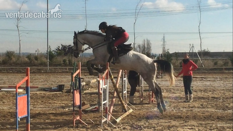yegua zangersheide/kwpn de salto in 