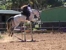 yegua zangersheide/kwpn de salto