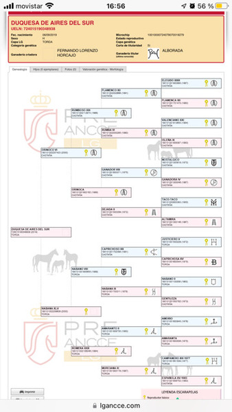 Potra 3 años PRE inscrita en Ancce in 