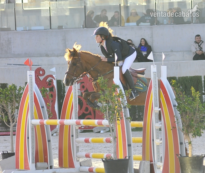 Pony C de competición in 