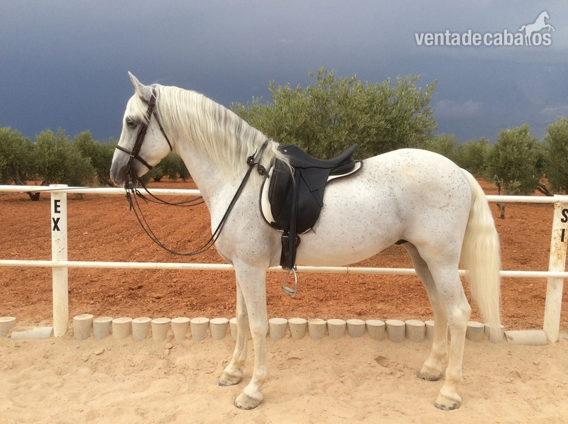 Vendo Caballo Pre in 