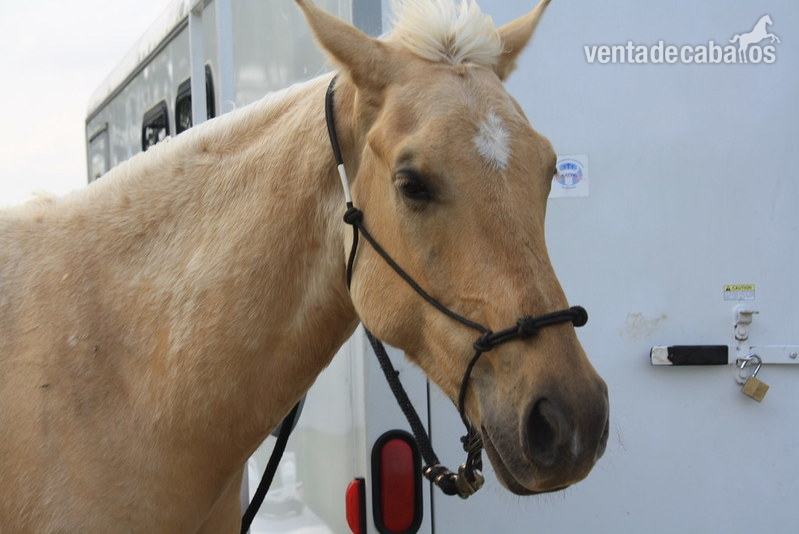 5 años de edad, Palomino Gelding caballo en venta in 