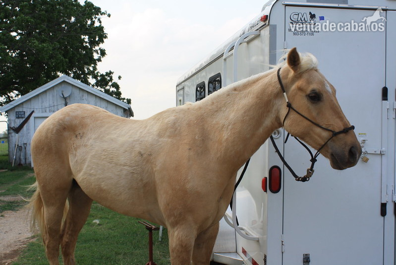 Palomino