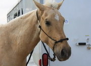 5 años de edad, Palomino Gelding caballo en venta
