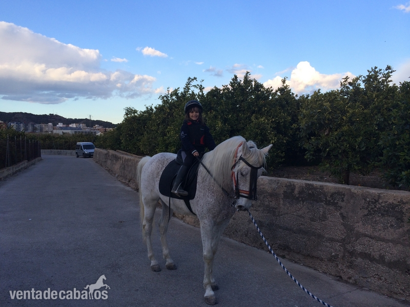 Venta de caballo P.R.E in 