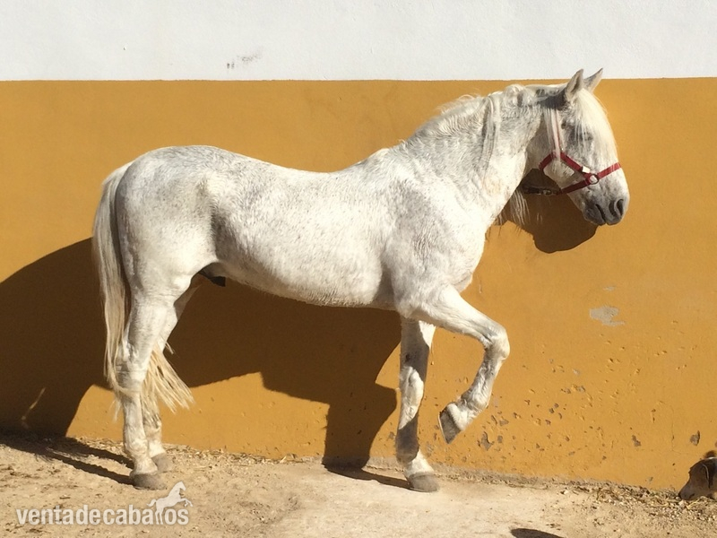 Pura Raza Española