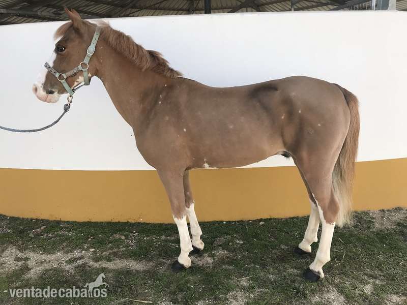 Vendo poni C in 