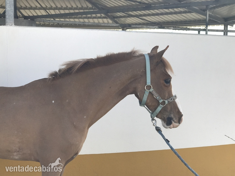 Cruzado {TYPE}