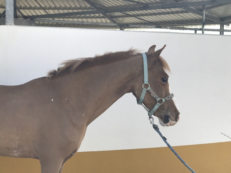 Cruzado {TYPE}
